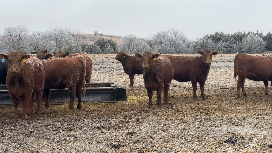 Home Raised, Red Bred Red, April calving, FANCY, 1050-1100lbs!-BH107B6